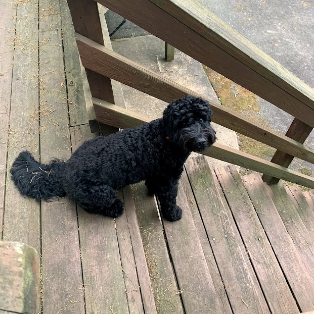 Pepper sitting on the deck outside